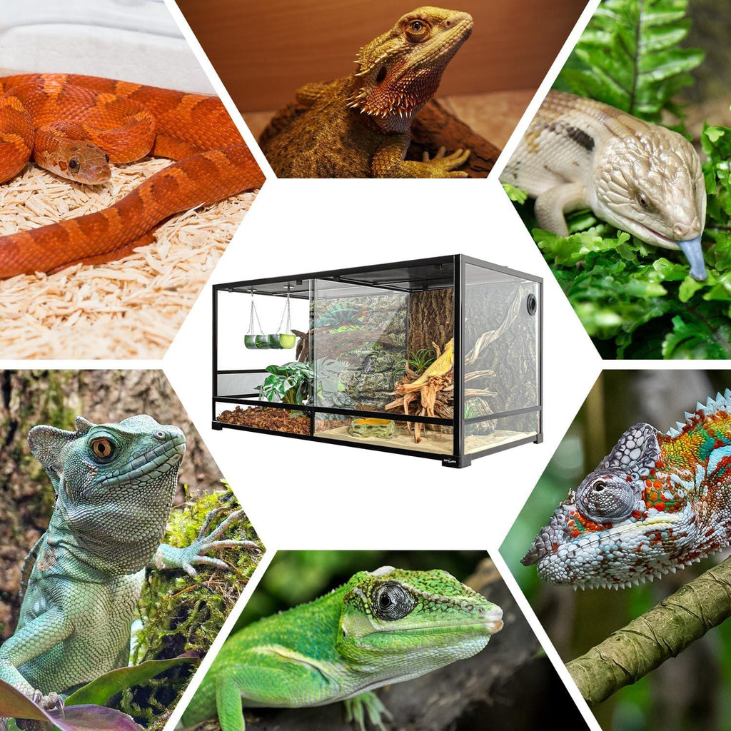 Various reptiles surrounding a glass terrarium for reptiles, including lizards and snakes.