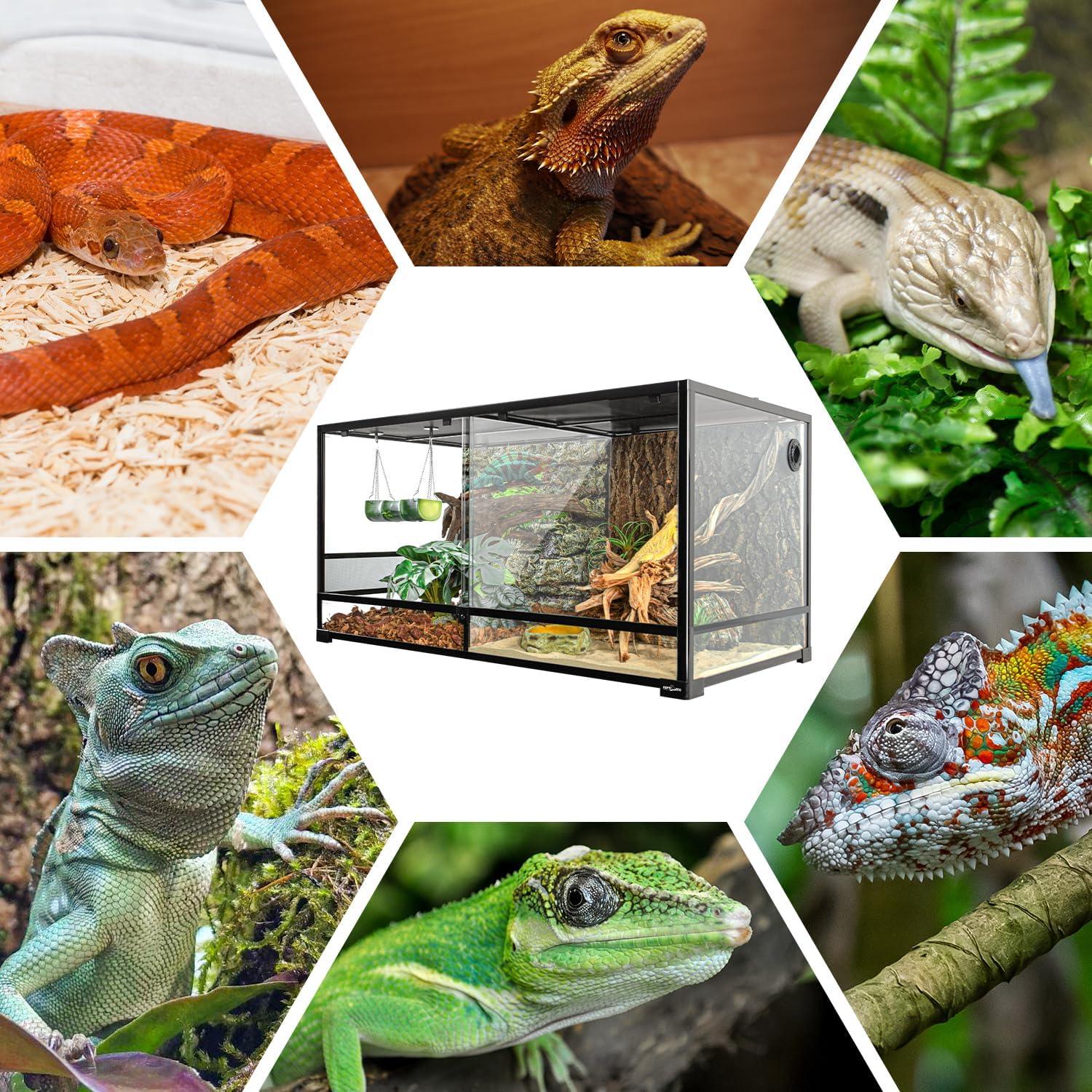Various reptiles surrounding a glass terrarium for reptiles, including lizards and snakes.
