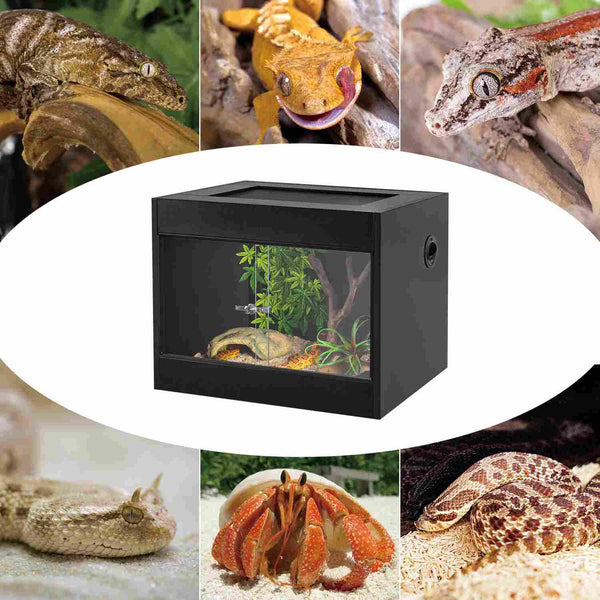 Glass reptile terrarium with tropical decor, surrounded by various reptiles and a hermit crab