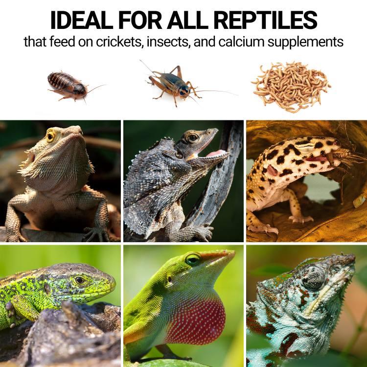 Collage of reptiles and feeder insects, highlighting ideal reptile food options like crickets and worms.