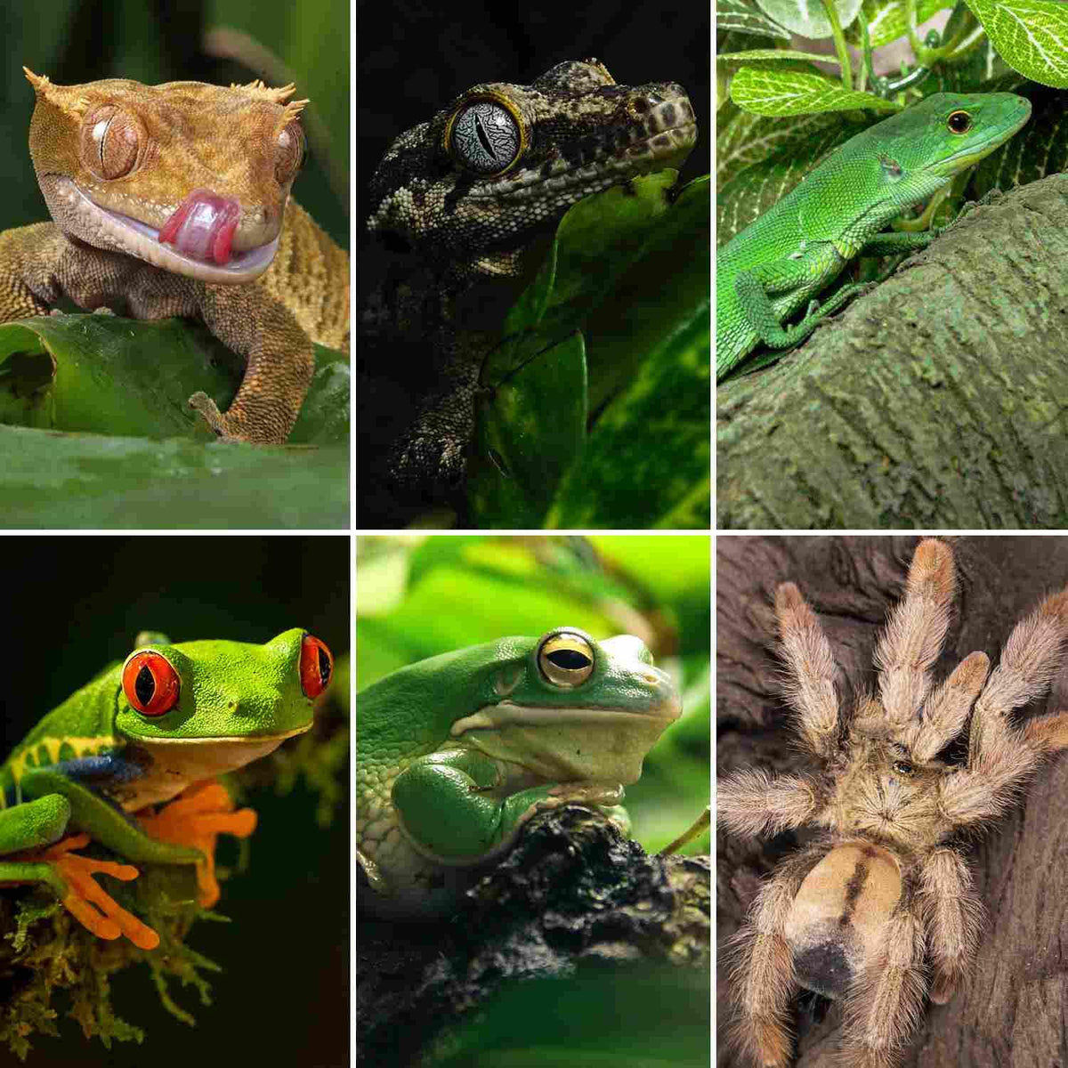 Collage of reptiles and amphibians including geckos, lizards, frogs, and a tarantula on plants