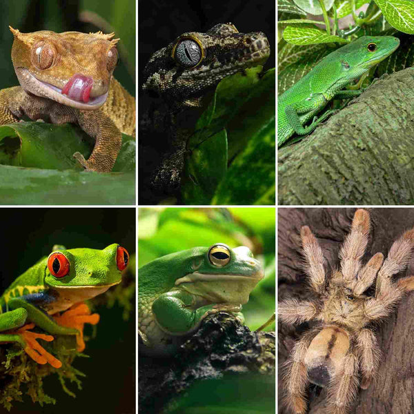 Collage of reptiles and amphibians including geckos, lizards, frogs, and a tarantula on plants