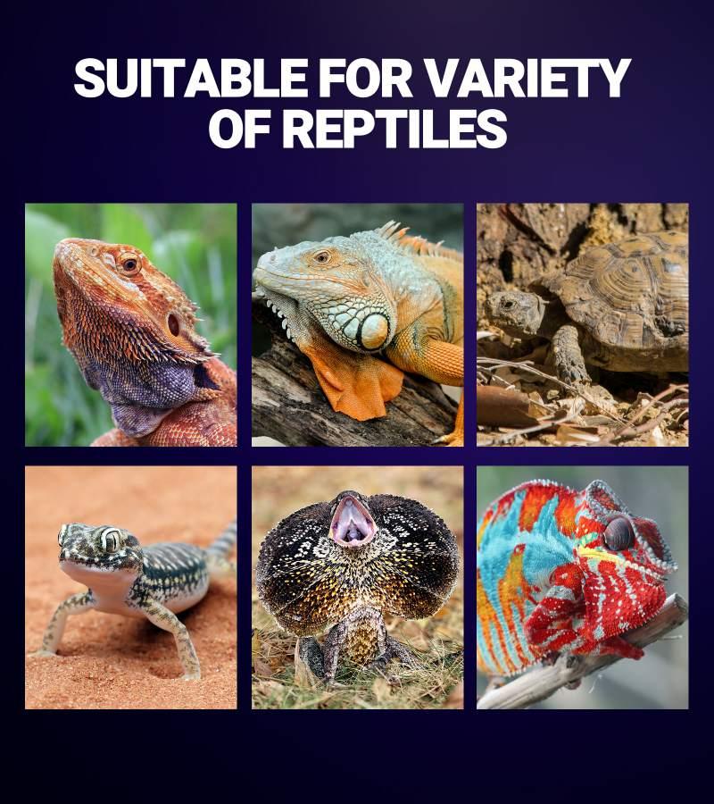 Collage of reptiles including lizard, iguana, tortoise, gecko, frilled lizard, and chameleon with text 'Suitable for variety of reptiles' on a purple background.