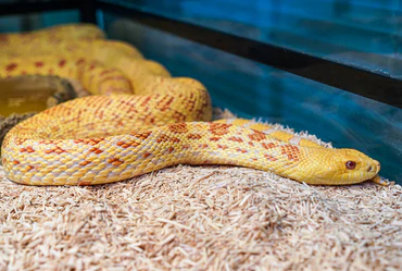 SNAKE_370x.png?v=1657250233