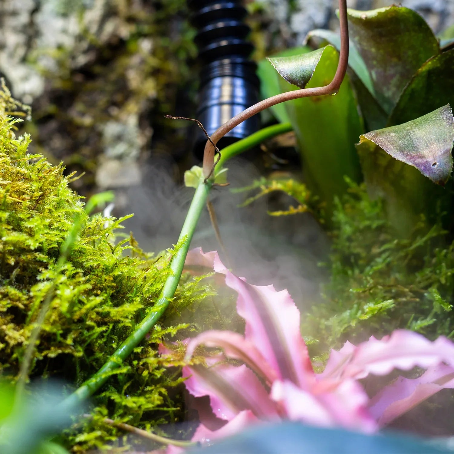Misting system spraying inside reptile terrarium with moss, bromeliad, and green plants.