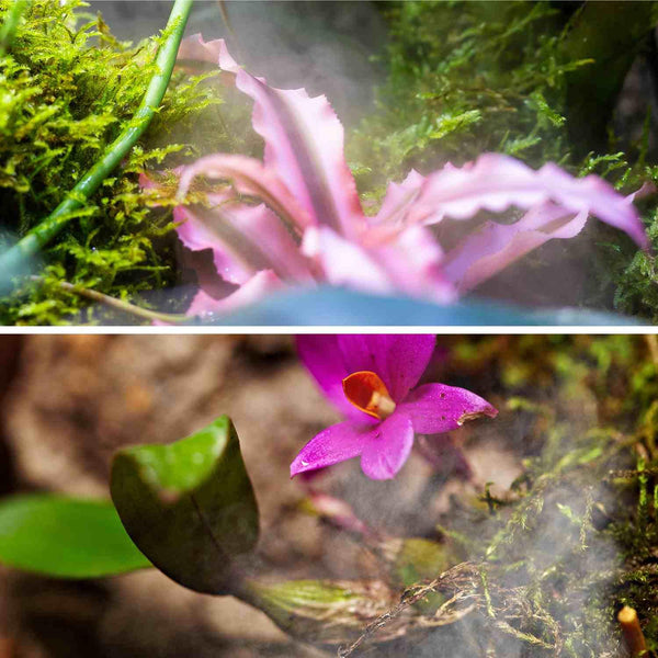 Misting system in reptile terrarium with vibrant pink flowers and lush green moss