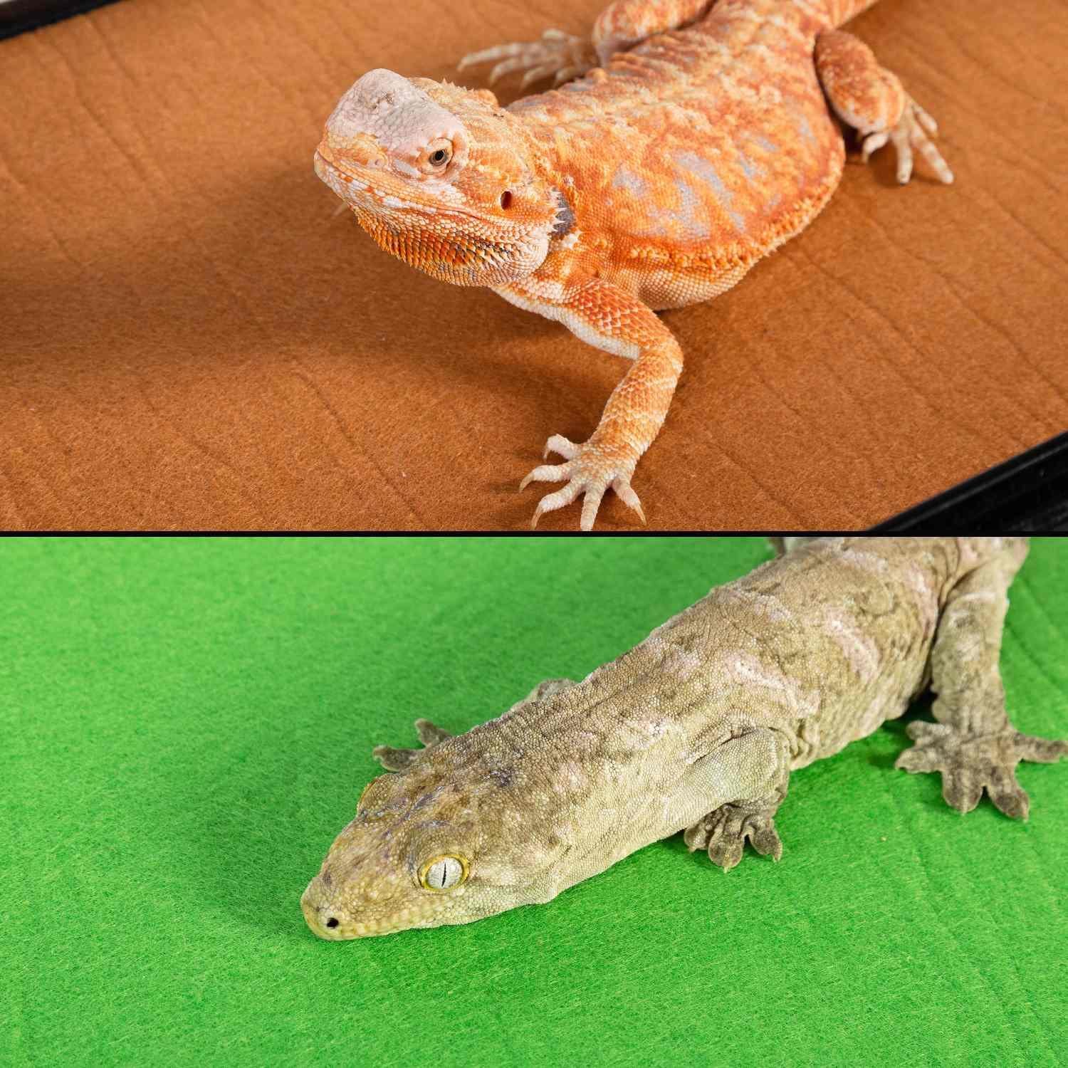 Reptizoo reptile carpets mat Secondary image